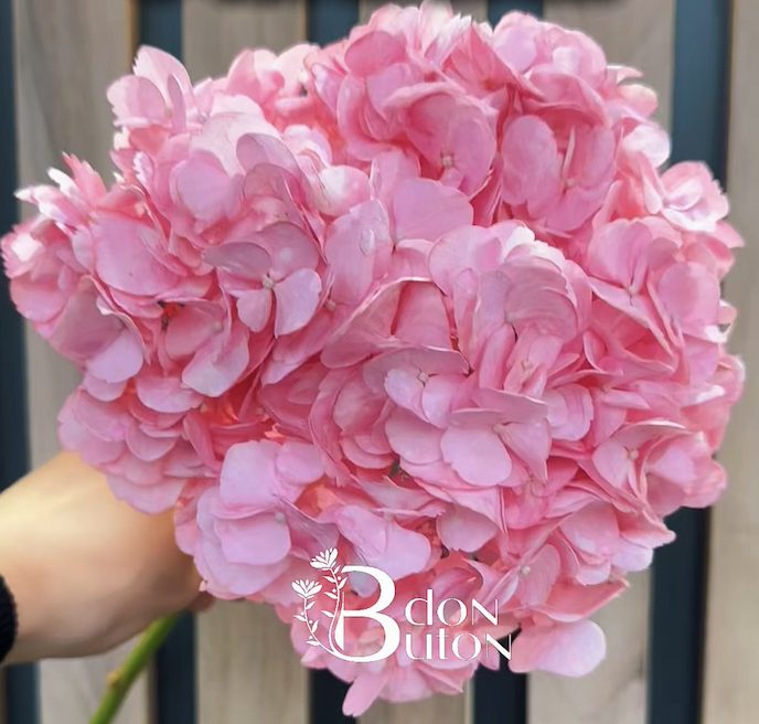 Гортензия 1шт 70см