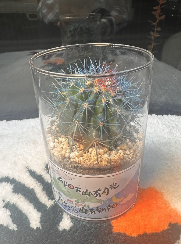 Кактус (живой)