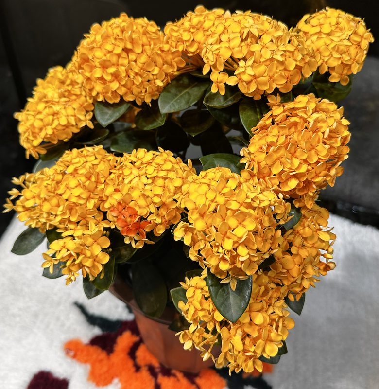 Иксора (живая)