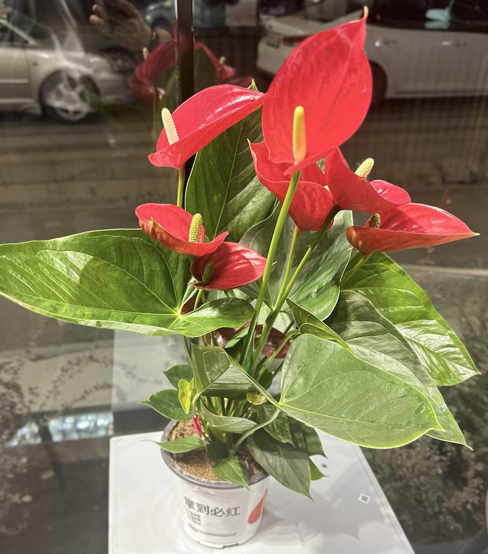 Антуриум "мужское счастье" (средний)