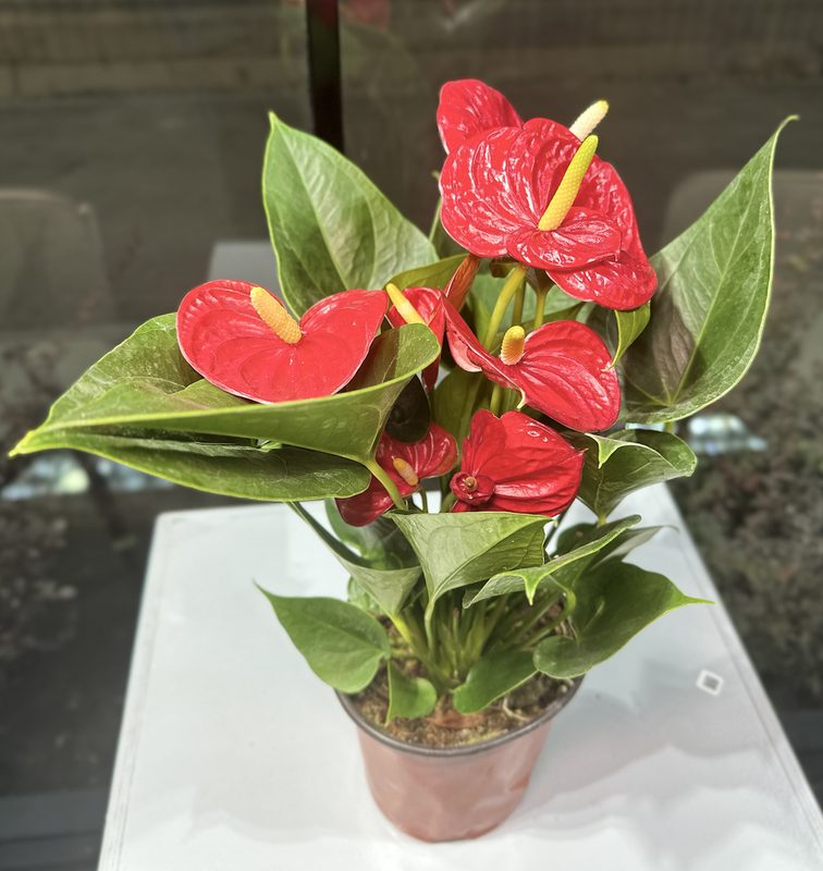 Антуриум "мужское счастье" (маленький)