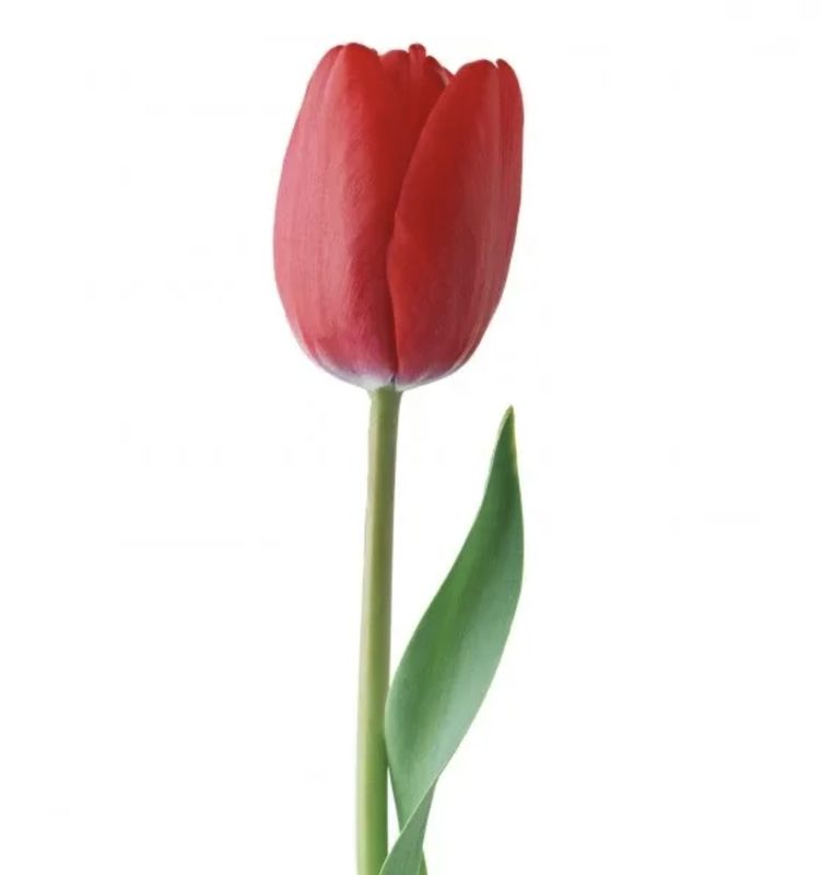 Тюльпан 1шт 60см