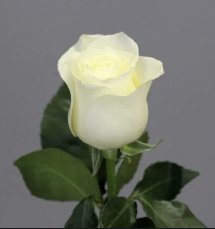 Голландская белая роза 1шт 1метр