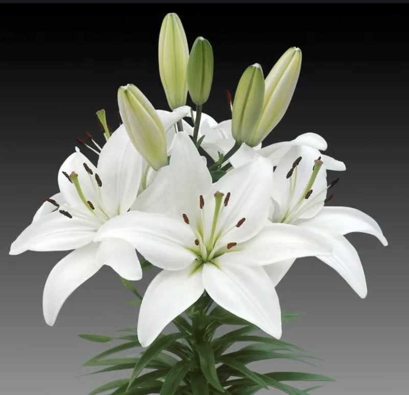 Лилия 1шт 70-80см